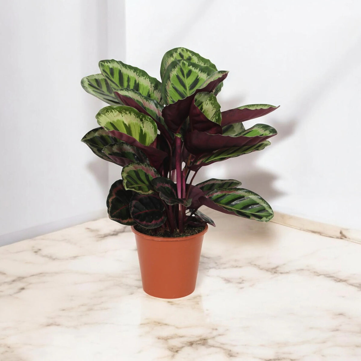 Pianta di Calathea roseopicta 'Angela' in vaso inserita in un soggiorno moderno e luminoso.