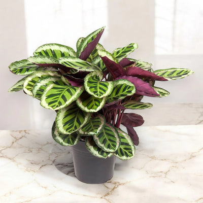 Pianta di Calathea roseopicta 'Angela' in vaso decorativo all'interno di una casa dallo stile minimal.