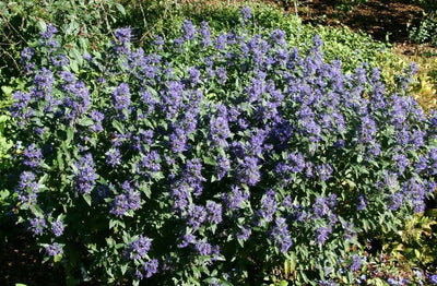 Caryopteris clandonensis Grand Bleu arbusto compatto con fiori blu intenso in giardino