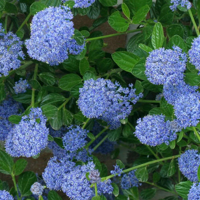 Ceanothus Skylark arbusto sempreverde con fiori blu in giardino