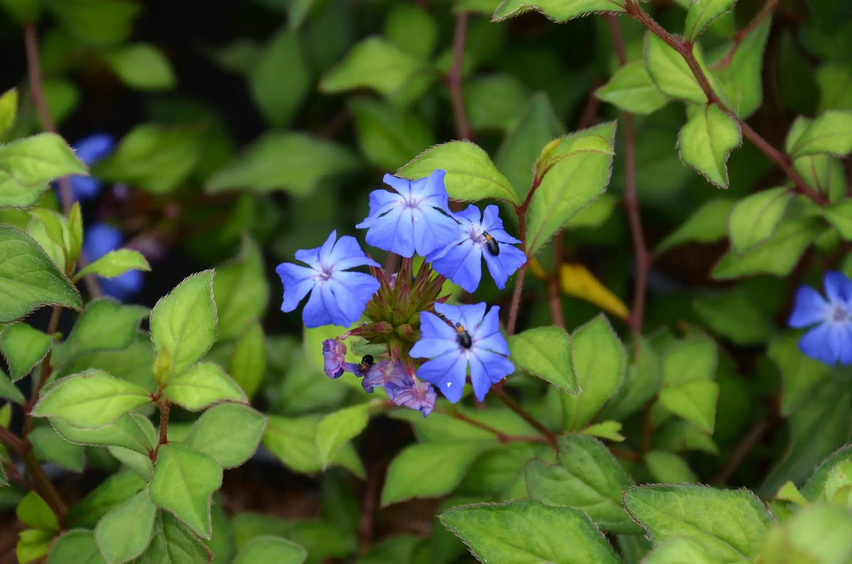 Ceratostigma wilmottianum arbusto con fiori blu cobalto in giardino 