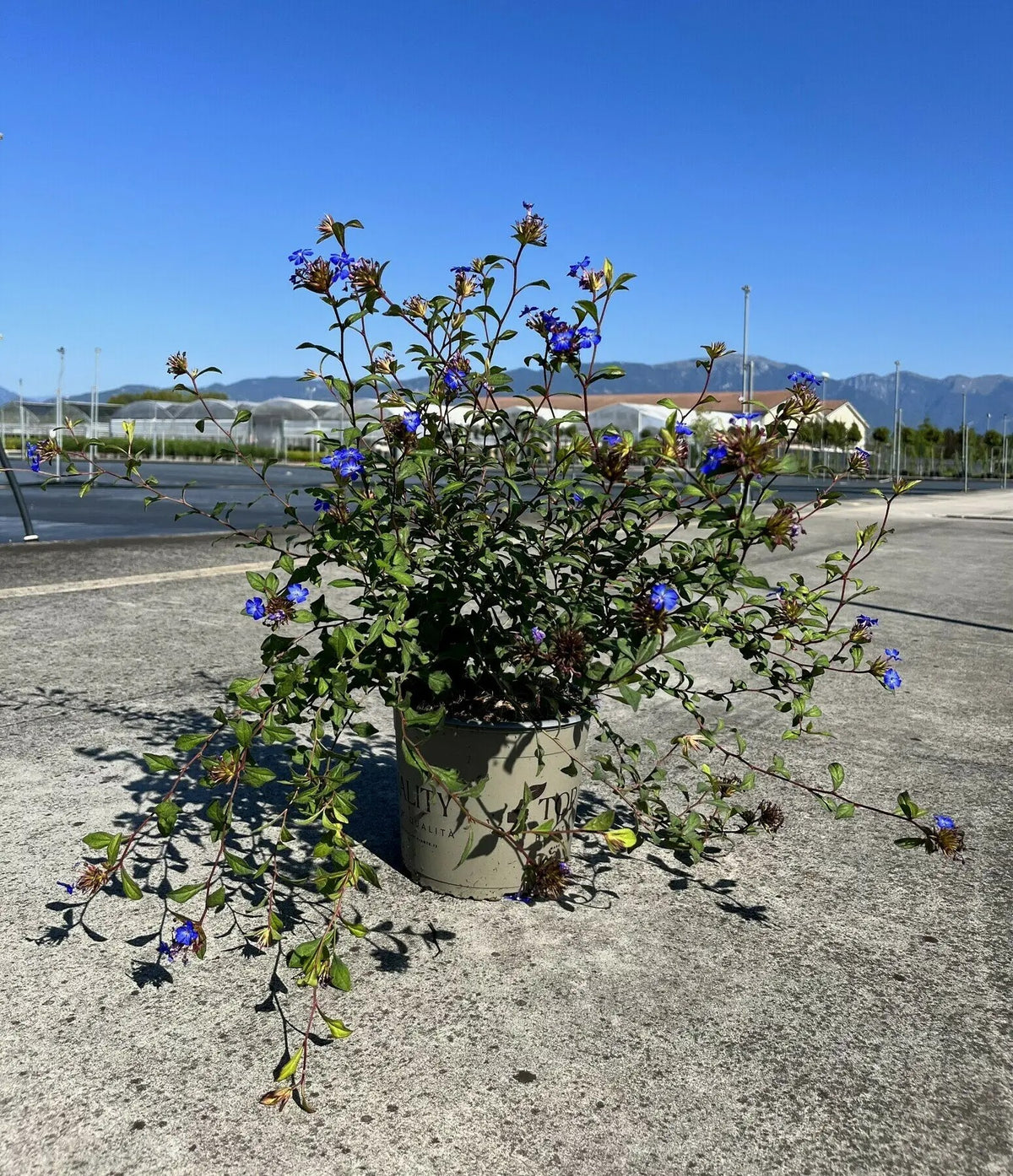 Ceratostigma wilmottianum in vaso in vivaio