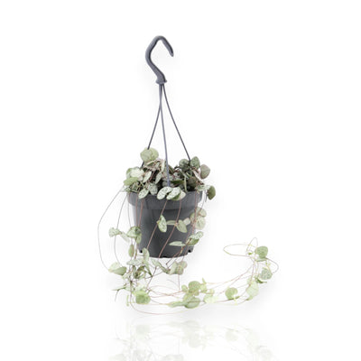 Ceropegia woodii sfondo bianco