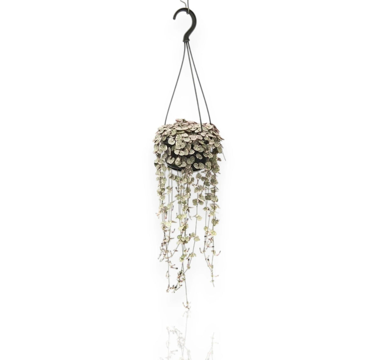 Ceropegia woodii variegata in vaso sospeso con lunghi tralci ricadenti e foglie a cuore variegate