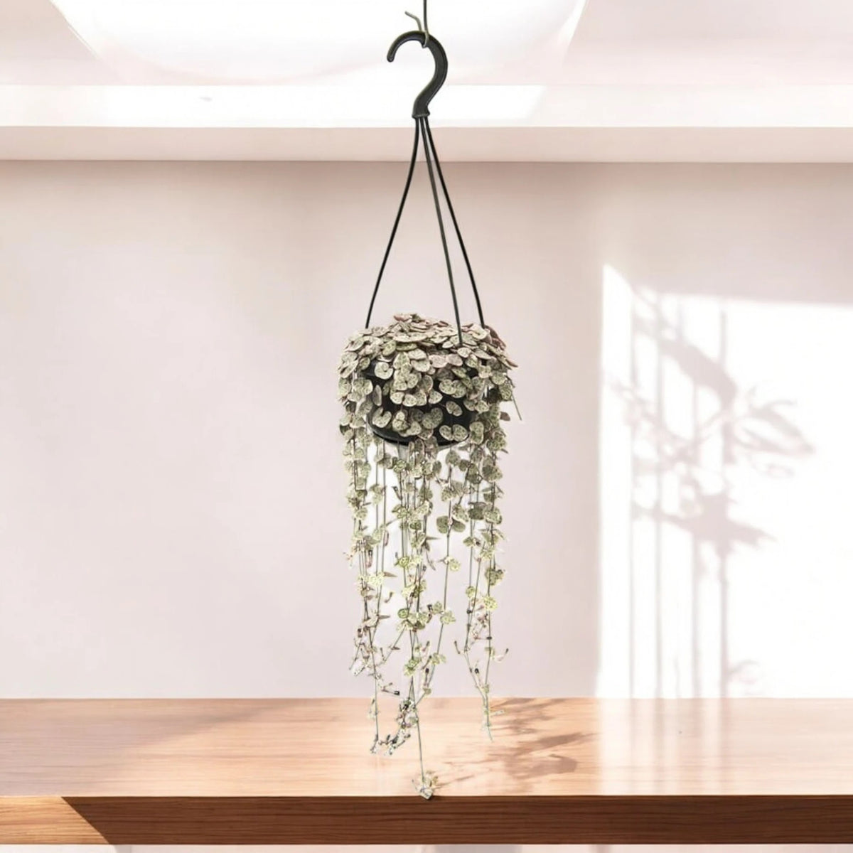 Ceropegia woodii variegata