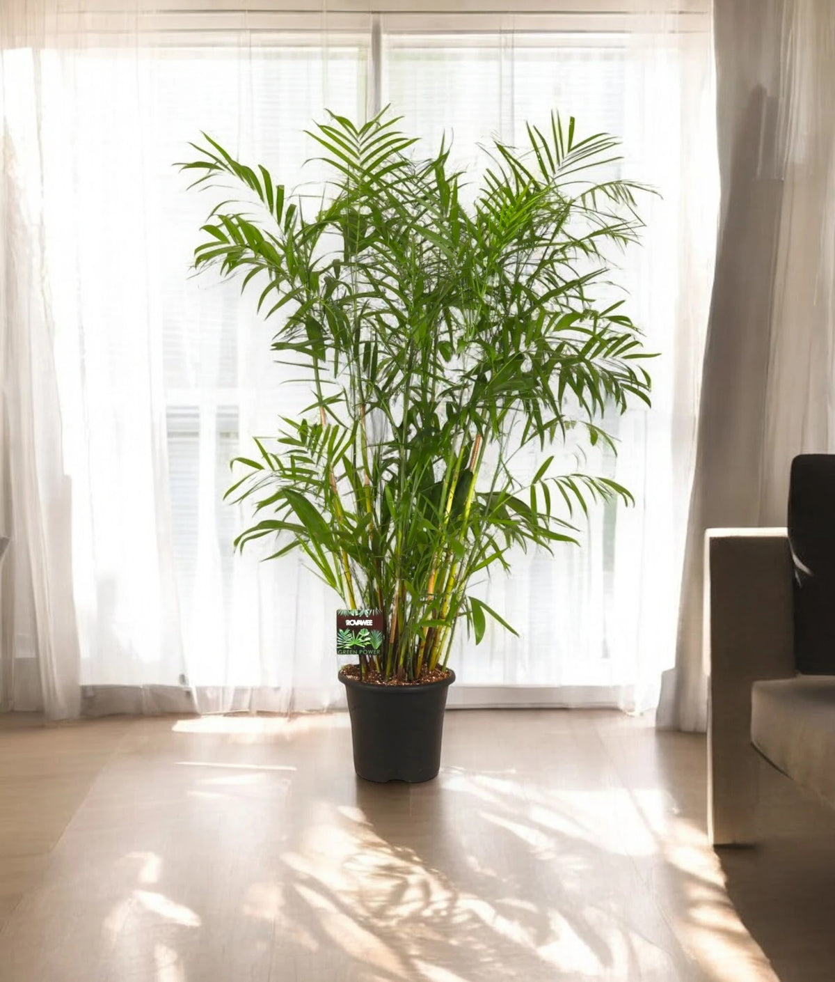 Chamaedorea seifrizii