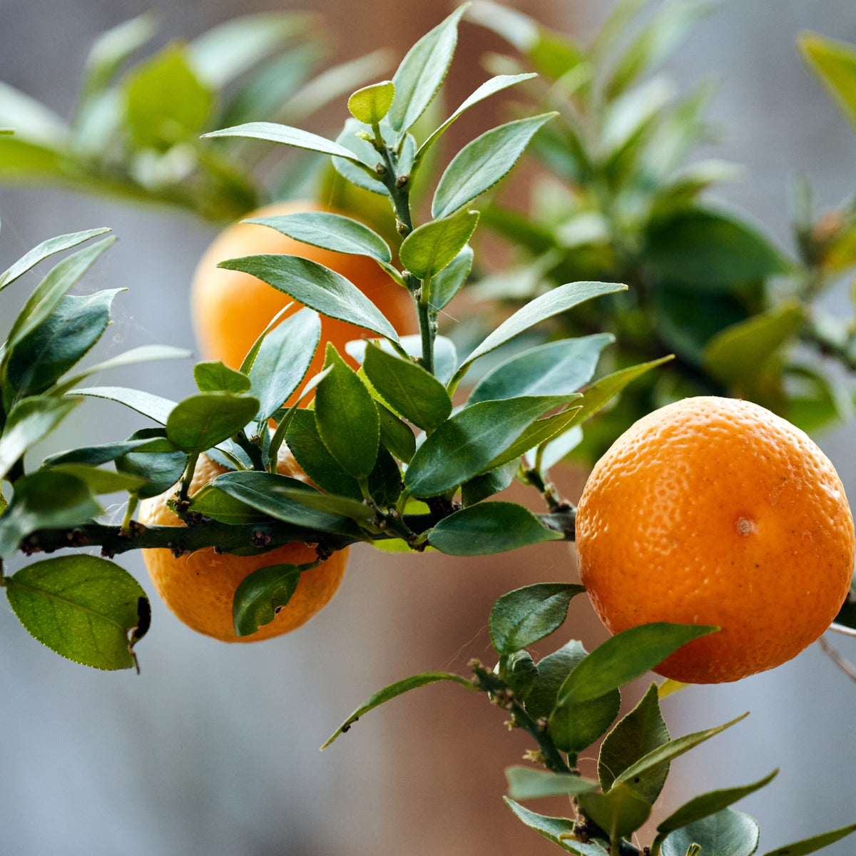 Chinotti maturi di colore arancione tra il fogliame minuto