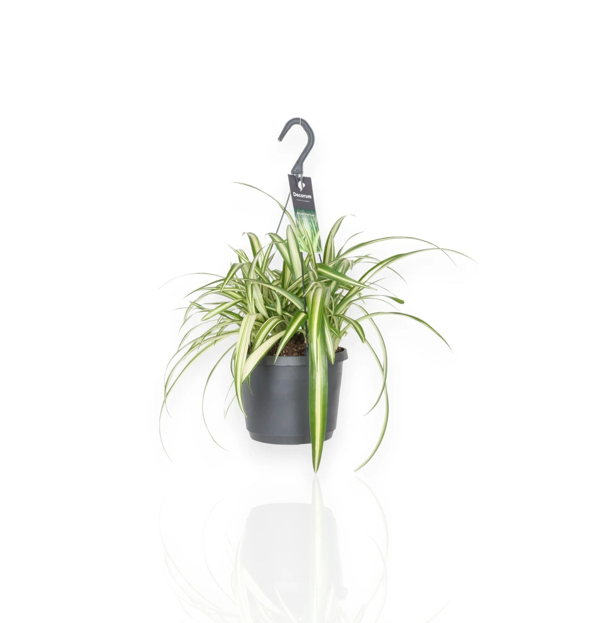 Chlorophytum comosum 'Variegatum'