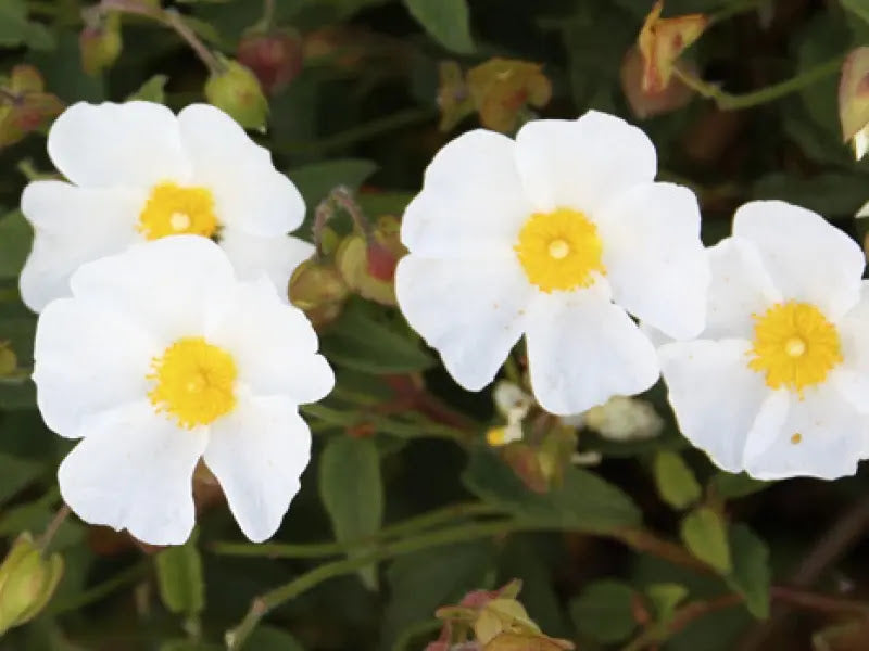 Cistus salviifolius fiorito