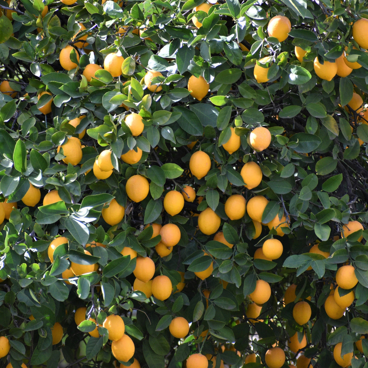 Rami di limone Siracusano con agrumi gialli e vegetazione verde rigogliosa all’aperto