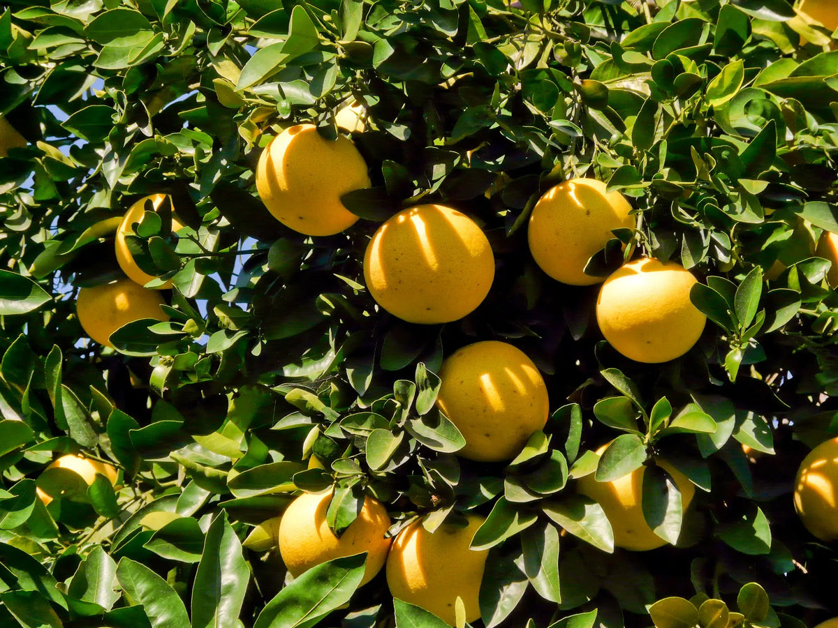 Dettaglio di pompelmi gialli appesi ai rami 