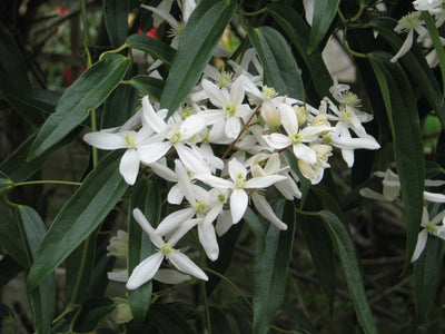 Clematis armandii 'Snowdrift'