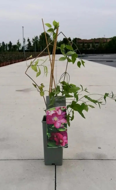 Pianta di Clematis Ville De Lyon in vaso