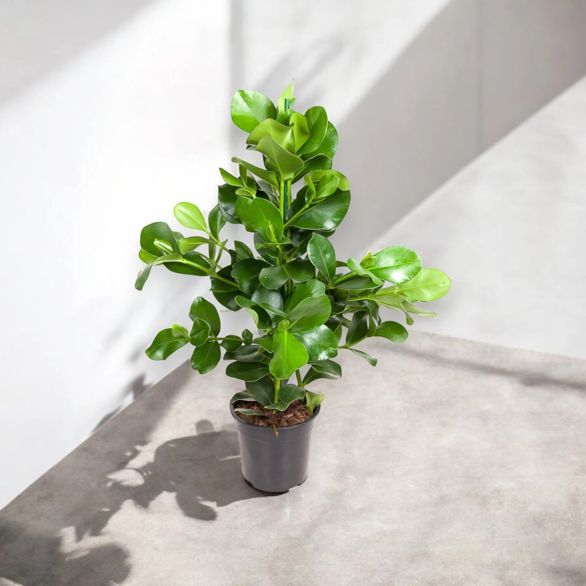 Clusia rosea con luce naturale