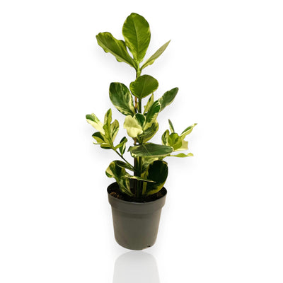 Clusia rosea 'White Star'