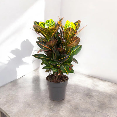 Pianta da interno Codiaeum Petra posizionata nell'angolo illuminato di una stanza.