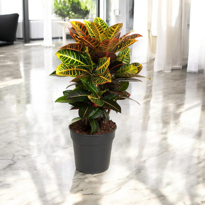 Pianta esotica Croton Petra al centro di una stanza moderna e spaziosa.