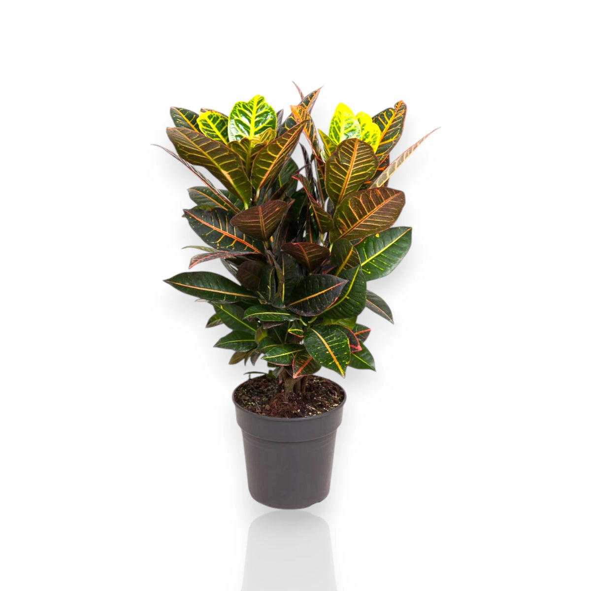 Croton Petra ornamentale in vaso nero isolato in un ambiente minimalista.