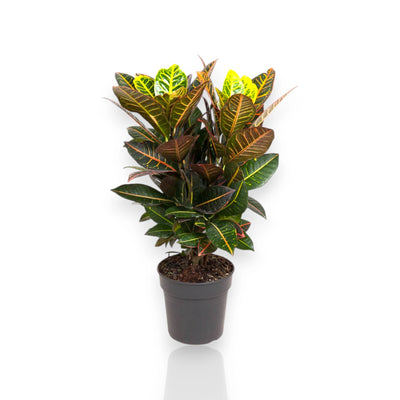 Croton Petra ornamentale in vaso nero isolato in un ambiente minimalista.