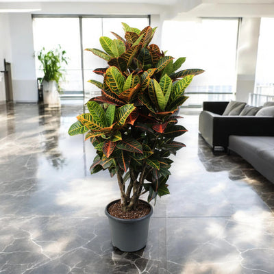 Croton Petra d'arredamento in un grande loft con ampie vetrate luminose.