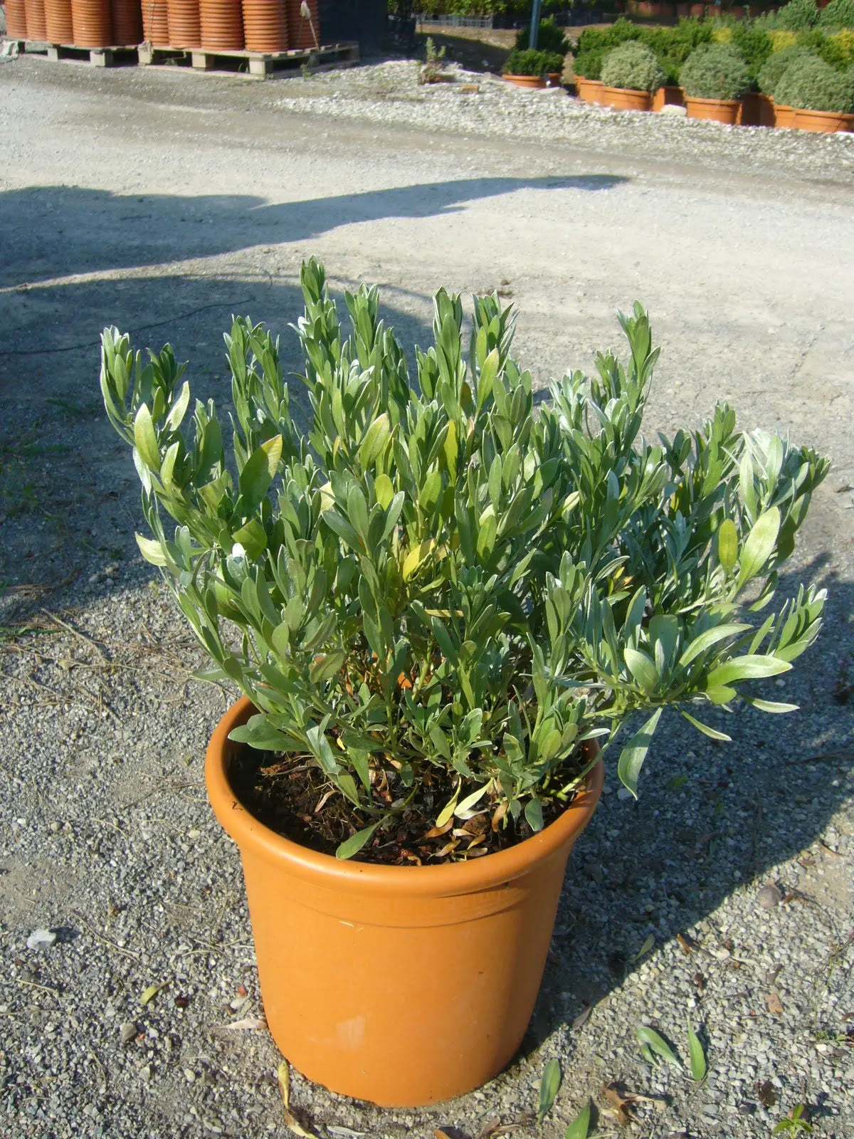 Convolvulus cneorum in vaso in vivaio