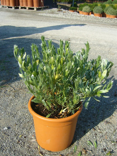 Convolvulus cneorum