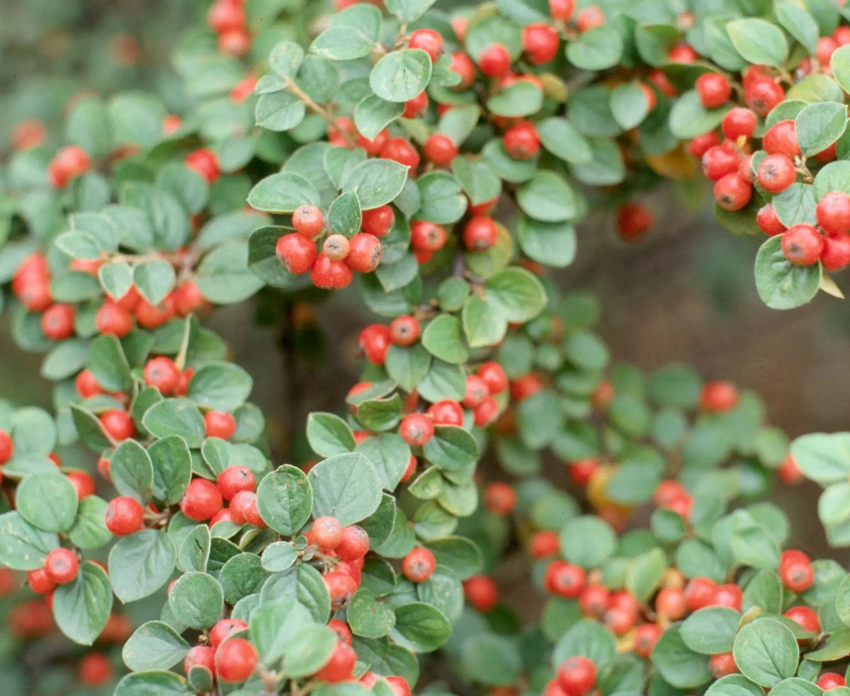 Cotoneaster dammeri Radicans tappezzante sempreverde