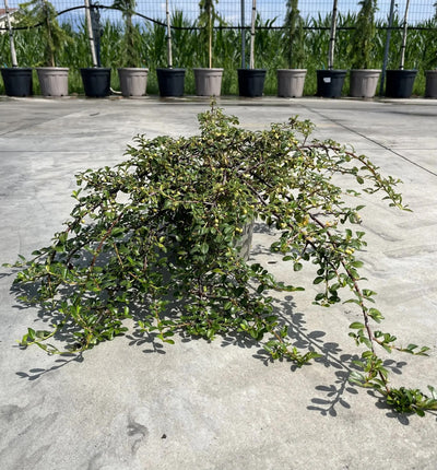 Cotoneaster dammeri 'Radicans' in vivaio