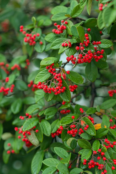 Cotoneaster franchetii arbusto con frutti rossi