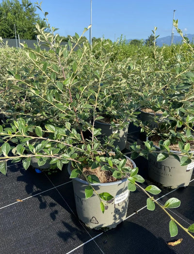 Cotoneaster franchetii in vivaio