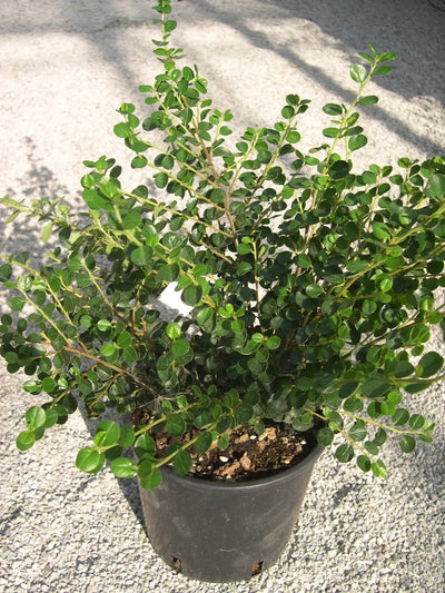 Cotoneaster horizontalis in vaso