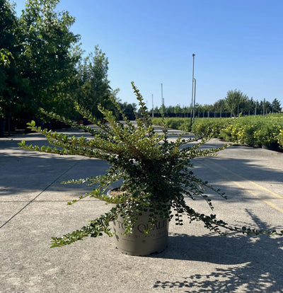 Cotoneaster horizontalis in vivaio