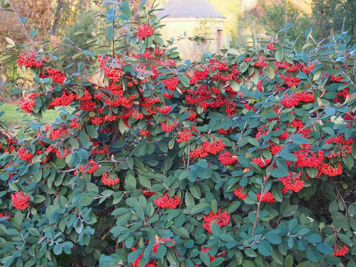 Arbusto di Cotoneaster lacteus con bacche rosse