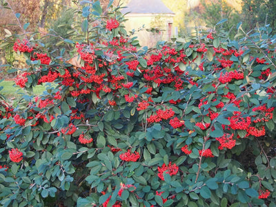 Arbusto di Cotoneaster lacteus con bacche rosse