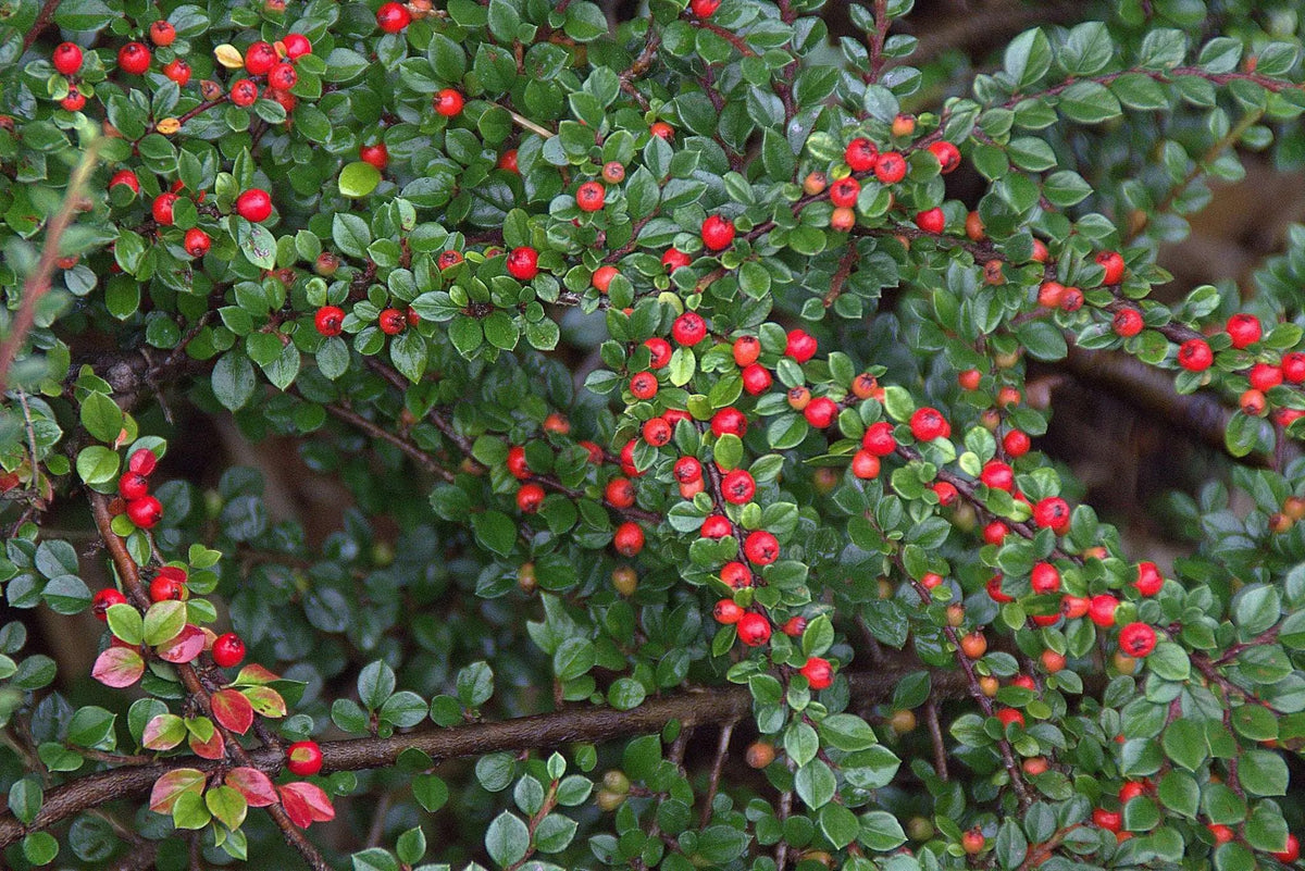 Cotoneaster salicifolius Repens arbusto sempreverde con portamento espanso e bacche rosse in giardino