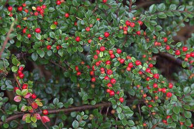 Cotoneaster salicifolius Repens arbusto sempreverde con portamento espanso e bacche rosse in giardino