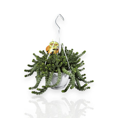 Crassula marnieriana 'Hottentot' sfondo bianco