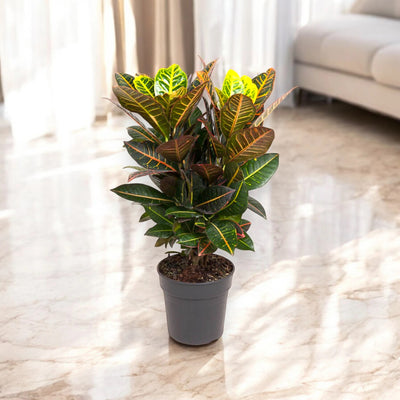 Fogliame colorato di una pianta di Croton illuminato dal sole in un interno.