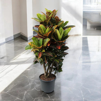 Pianta di Codiaeum Petra che si riflette su un pavimento grigio lucido.