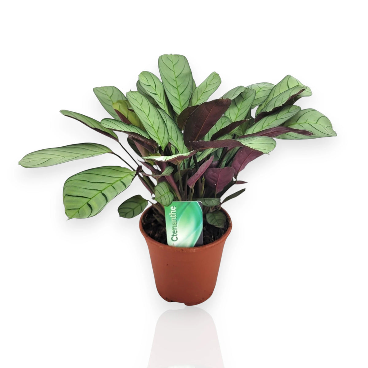 Ctenanthe burle-marxii Amagris in vaso con foglie variegate bianco-verdi, sfondo bianco