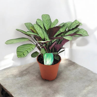 Ctenanthe burle-marxii 'Amagris'