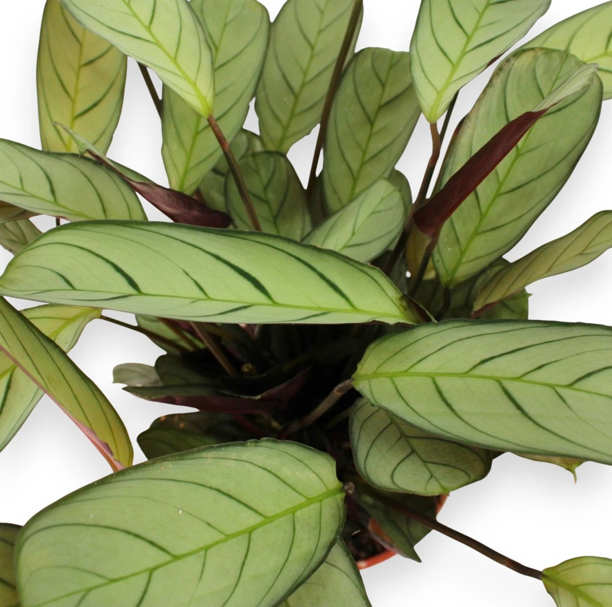 Dettaglio foglia Ctenanthe burle-marxii Amagris 