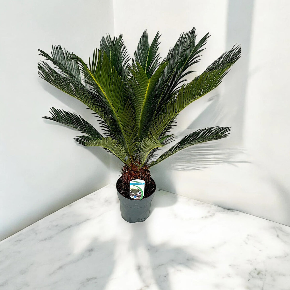 Cycas revoluta