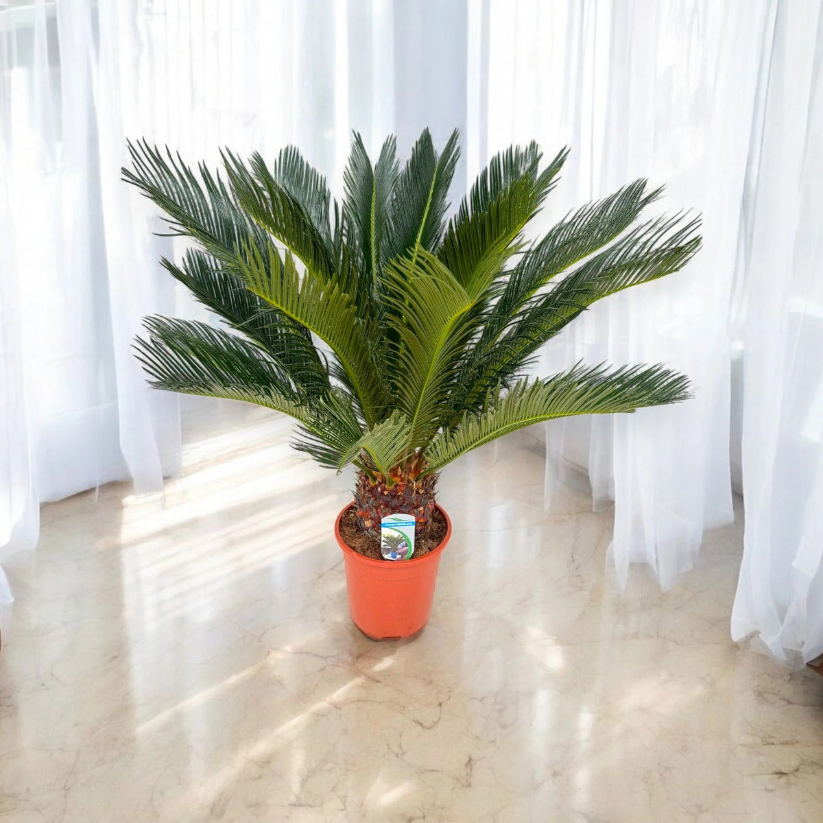 Cycas revoluta