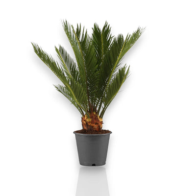 Cycas revoluta