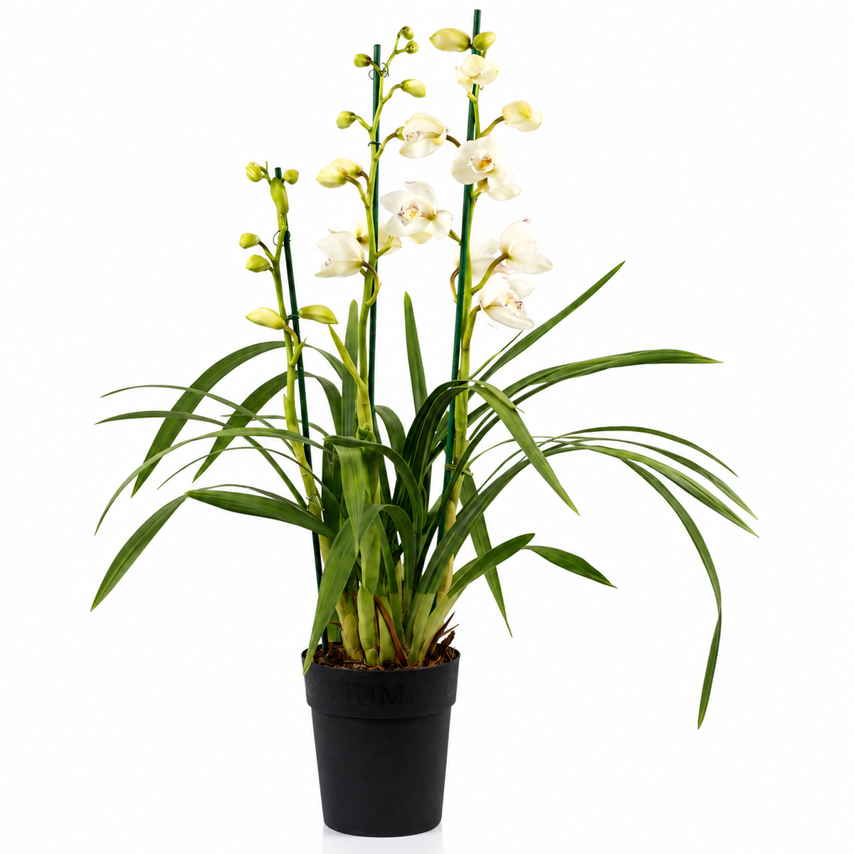 Cymbidium white