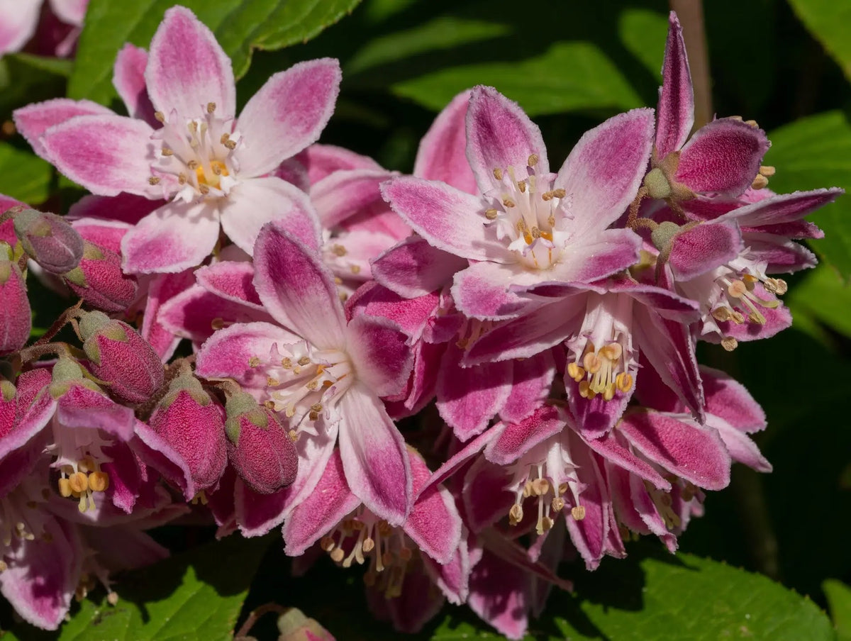 Deutzia Strawberry Field arbusto fiorito con rami arcuati 