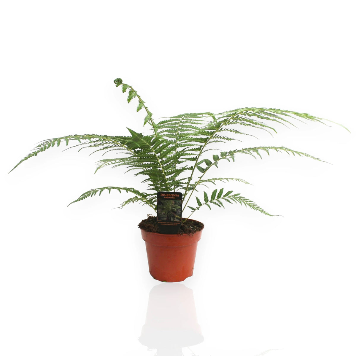 Dicksonia antarctica felce arborea 