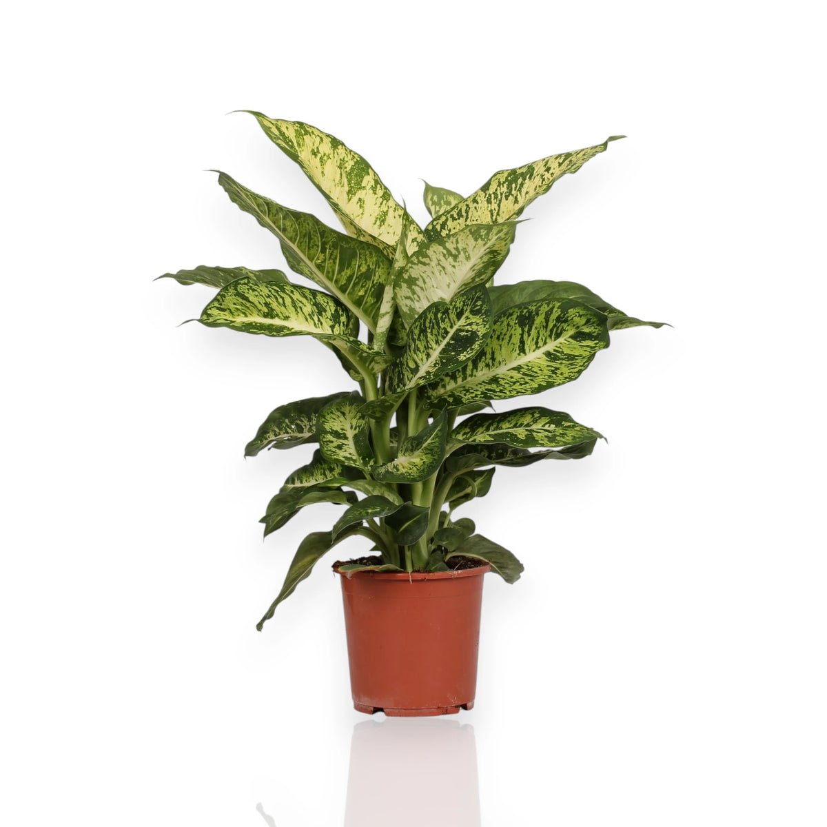 Dieffenbachia Mars pianta da interno con foglie verdi variegate bianco crema in vaso 