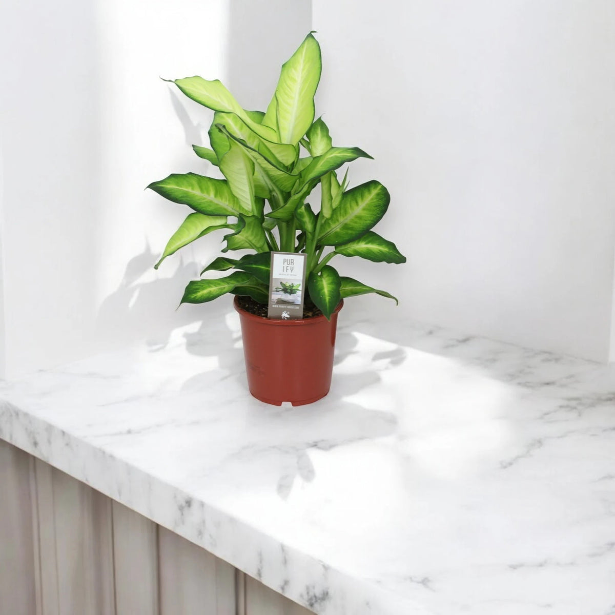 Dieffenbachia Summer Style con pattern crema e verde